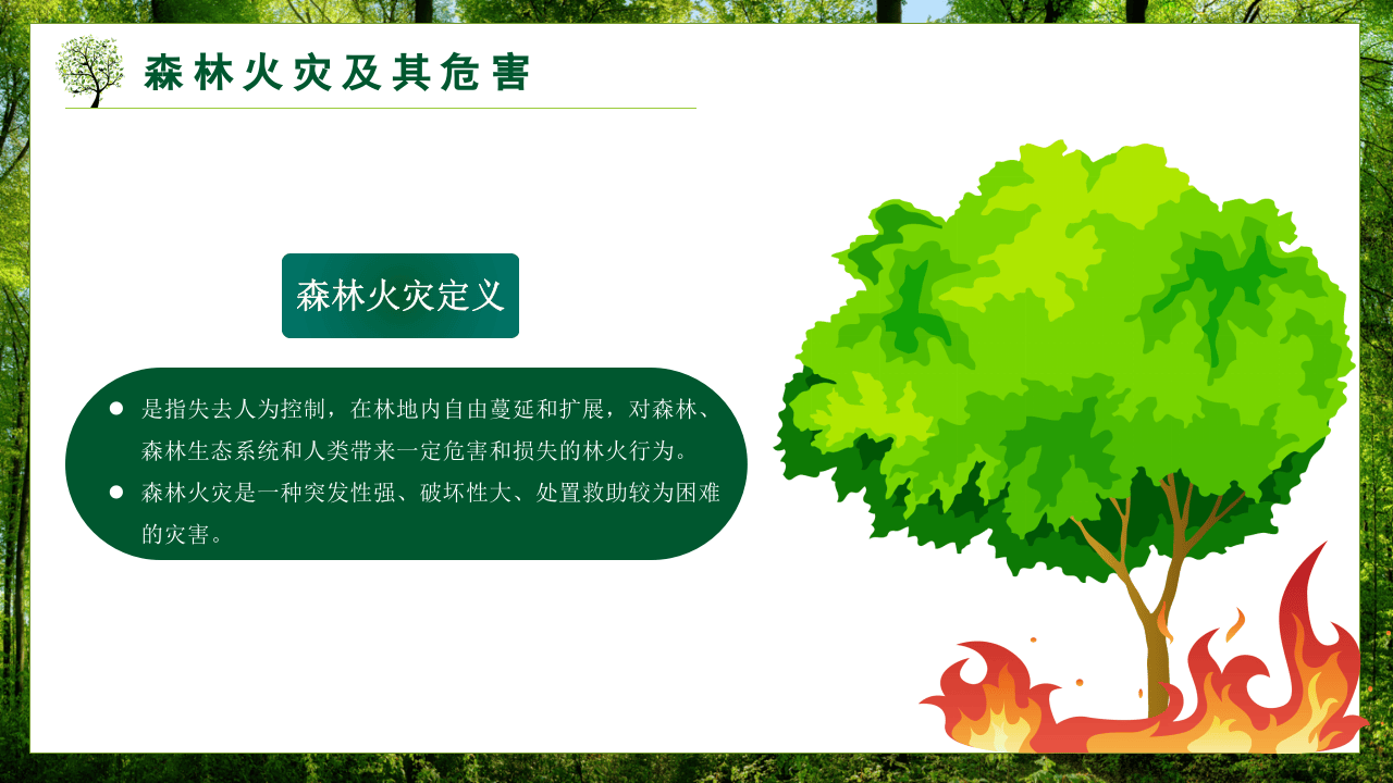 森林防火人人有责.pptx 第4页
