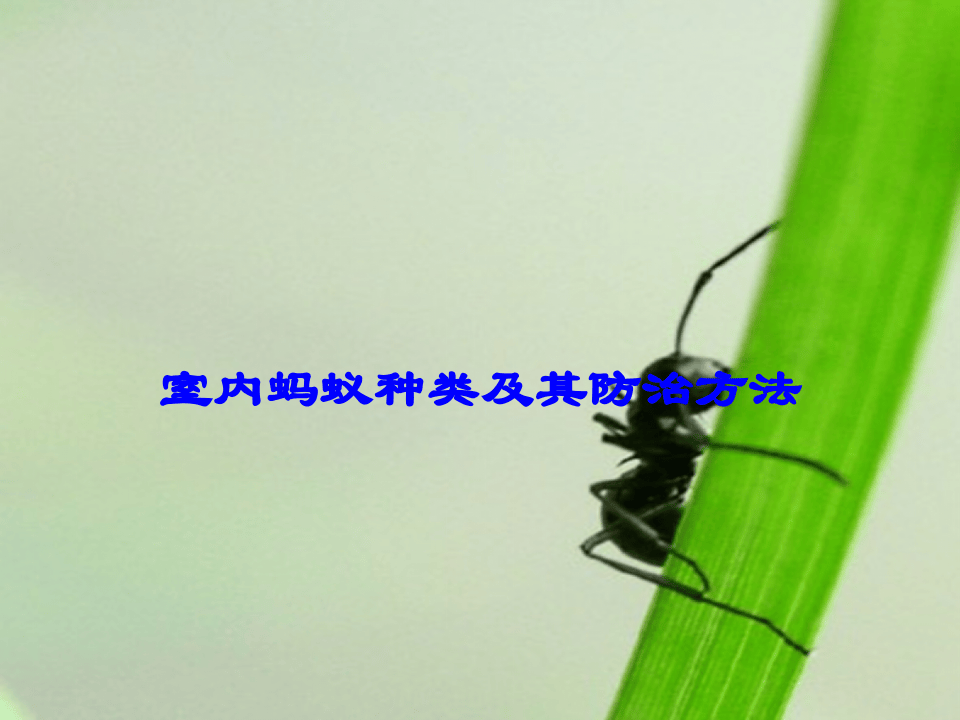 室内蚂蚁种类及其防治方法.ppt 第1页