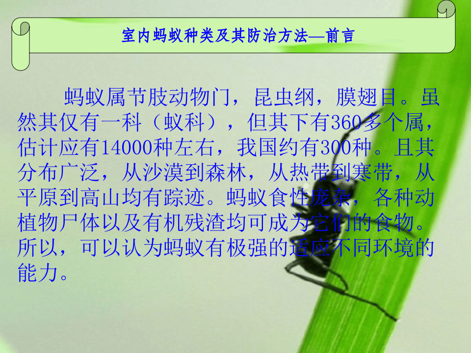 室内蚂蚁种类及其防治方法.ppt 第3页